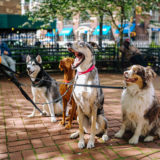 愛犬と一緒に受講するドッグトレーニングから、犬のしつけ、お散歩代行、LINE無料相談、ドッグホテル、ドッグ幼稚園、世田谷を中心に東京23区、神奈川、埼玉へ出張ドッグトレーニングサービスを提供しております。