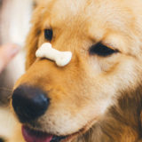 愛犬と一緒に受講するドッグトレーニングから、犬のしつけ、お散歩代行、LINE無料相談、ドッグホテル、ドッグ幼稚園、世田谷を中心に東京23区、神奈川、埼玉へ出張ドッグトレーニングサービスを提供しております。