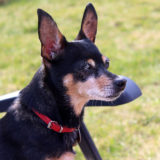 愛犬と一緒に受講するドッグトレーニングから、犬のしつけ、お散歩代行、LINE無料相談、ドッグホテル、ドッグ幼稚園、世田谷を中心に東京23区、神奈川、埼玉へ出張ドッグトレーニングサービスを提供しております。