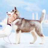 愛犬と一緒に受講するドッグトレーニングから、犬のしつけ、お散歩代行、LINE無料相談、ドッグホテル、ドッグ幼稚園、世田谷を中心に東京23区、神奈川、埼玉へ出張ドッグトレーニングサービスを提供しております。