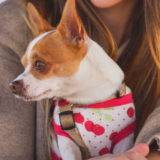 愛犬と一緒に受講するドッグトレーニングから、犬のしつけ、お散歩代行、LINE無料相談、ドッグホテル、ドッグ幼稚園、世田谷を中心に東京23区、神奈川、埼玉へ出張ドッグトレーニングサービスを提供しております。