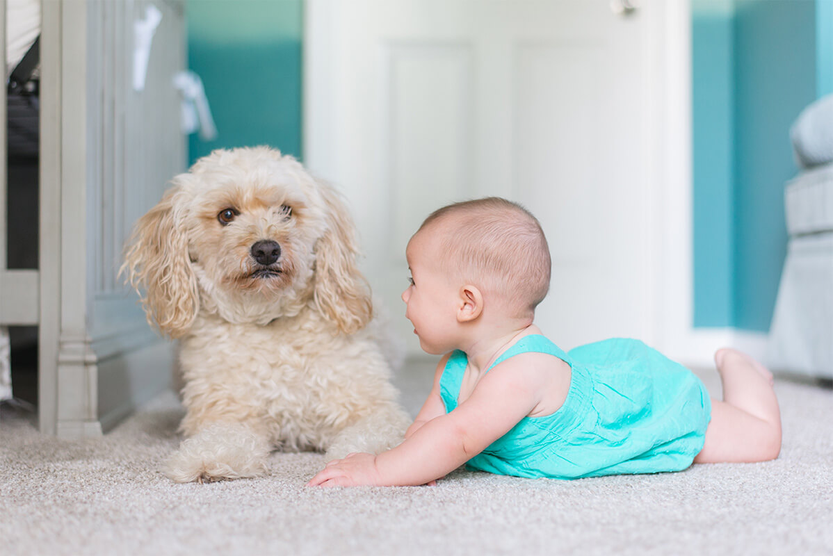 犬は子供が嫌い は本当 犬が子供を苦手な理由5つ 犬のしつけハグ