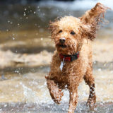 愛犬と一緒に受講するドッグトレーニングから、犬のしつけ、お散歩代行、LINE無料相談、ドッグホテル、ドッグ幼稚園、世田谷を中心に東京23区、神奈川、埼玉へ出張ドッグトレーニングサービスを提供しております。