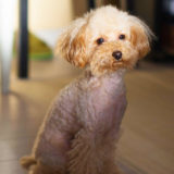 愛犬と一緒に受講するドッグトレーニングから、犬のしつけ、お散歩代行、LINE無料相談、ドッグホテル、ドッグ幼稚園、世田谷を中心に東京23区、神奈川、埼玉へ出張ドッグトレーニングサービスを提供しております。