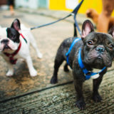 愛犬と一緒に受講するドッグトレーニングから、犬のしつけ、お散歩代行、LINE無料相談、ドッグホテル、ドッグ幼稚園、世田谷を中心に東京23区、神奈川、埼玉へ出張ドッグトレーニングサービスを提供しております。