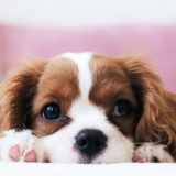 初心者、初めての犬、子犬、ドッグブリーダー友人から譲り受けるなど、動物愛護団体等からの購入方法についてのご相談は東京の世田谷区と文京区のプロドッグトレーナー24時間常駐の犬のしつけハグまで