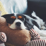 愛犬と一緒に受講するドッグトレーニングから、犬のしつけ、お散歩代行、LINE無料相談、ドッグホテル、ドッグ幼稚園、世田谷を中心に東京23区、神奈川、埼玉へ出張ドッグトレーニングサービスを提供しております。