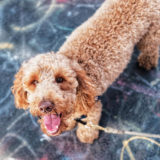 愛犬と一緒に受講するドッグトレーニングから、犬のしつけ、お散歩代行、LINE無料相談、ドッグホテル、ドッグ幼稚園、世田谷を中心に東京23区、神奈川、埼玉へ出張ドッグトレーニングサービスを提供しております。