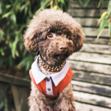 愛犬と一緒に受講するドッグトレーニングから、犬のしつけ、お散歩代行、LINE無料相談、ドッグホテル、ドッグ幼稚園、世田谷を中心に東京23区、神奈川、埼玉へ出張ドッグトレーニングサービスを提供しております。