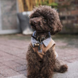 愛犬と一緒に受講するドッグトレーニングから、犬のしつけ、お散歩代行、LINE無料相談、ドッグホテル、ドッグ幼稚園、世田谷を中心に東京23区、神奈川、埼玉へ出張ドッグトレーニングサービスを提供しております。