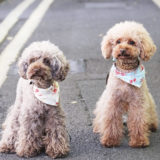 愛犬と一緒に受講するドッグトレーニングから、犬のしつけ、お散歩代行、LINE無料相談、ドッグホテル、ドッグ幼稚園、世田谷を中心に東京23区、神奈川、埼玉へ出張ドッグトレーニングサービスを提供しております。