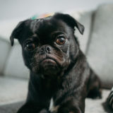 愛犬と一緒に受講するドッグトレーニングから、犬のしつけ、お散歩代行、LINE無料相談、ドッグホテル、ドッグ幼稚園、世田谷を中心に東京23区、神奈川、埼玉へ出張ドッグトレーニングサービスを提供しております。