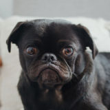 愛犬と一緒に受講するドッグトレーニングから、犬のしつけ、お散歩代行、LINE無料相談、ドッグホテル、ドッグ幼稚園、世田谷を中心に東京23区、神奈川、埼玉へ出張ドッグトレーニングサービスを提供しております。