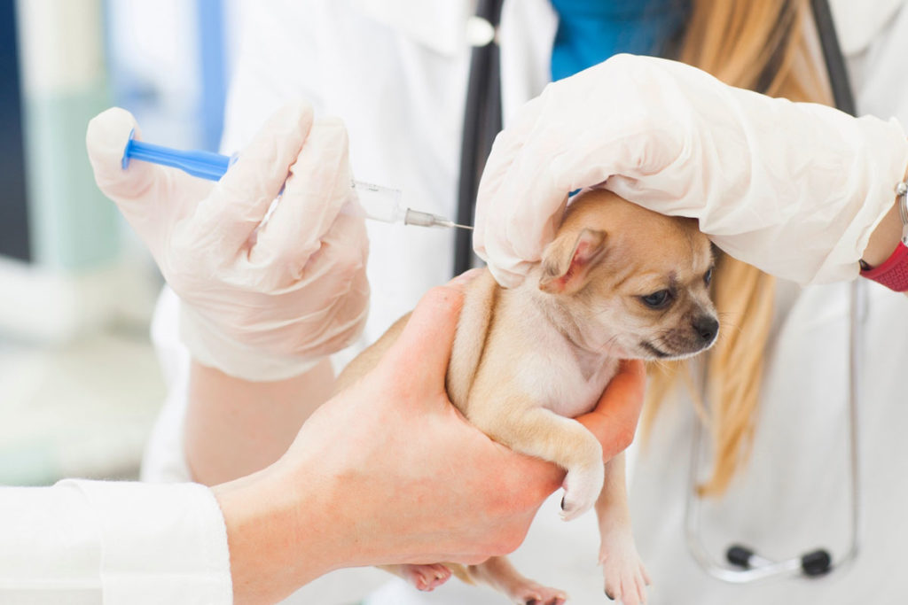 ワクチン接種を2〜3回行ってから！愛犬のお散歩トレーニングマナーやワクチン接種でお困りでしたら東京の世田谷区と文京区でドッグトレーニング、犬のしつけハグでご相談ください。無料LINE相談も！