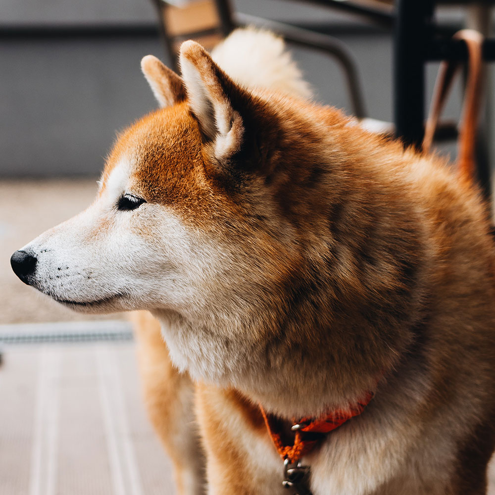 世田谷区と文京区でドッグ柴犬、Shibainuトレーニングと犬しつけを受講いただいたお客様の声をご 紹介します。
