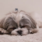 愛犬と一緒に受講するドッグトレーニングから、犬のしつけ、お散歩代行、LINE無料相談、ドッグホテル、ドッグ幼稚園、世田谷を中心に東京23区、神奈川、埼玉へ出張ドッグトレーニングサービスを提供しております。