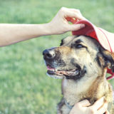 愛犬と一緒に受講するドッグトレーニングから、犬のしつけ、お散歩代行、LINE無料相談、ドッグホテル、ドッグ幼稚園、世田谷を中心に東京23区、神奈川、埼玉へ出張ドッグトレーニングサービスを提供しております。