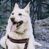 愛犬と一緒に受講するドッグトレーニングから、犬のしつけ、お散歩代行、LINE無料相談、ドッグホテル、ドッグ幼稚園、世田谷を中心に東京23区、神奈川、埼玉へ出張ドッグトレーニングサービスを提供しております。