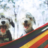 愛犬と一緒に受講するドッグトレーニングから、犬のしつけ、お散歩代行、LINE無料相談、ドッグホテル、ドッグ幼稚園、世田谷を中心に東京23区、神奈川、埼玉へ出張ドッグトレーニングサービスを提供しております。