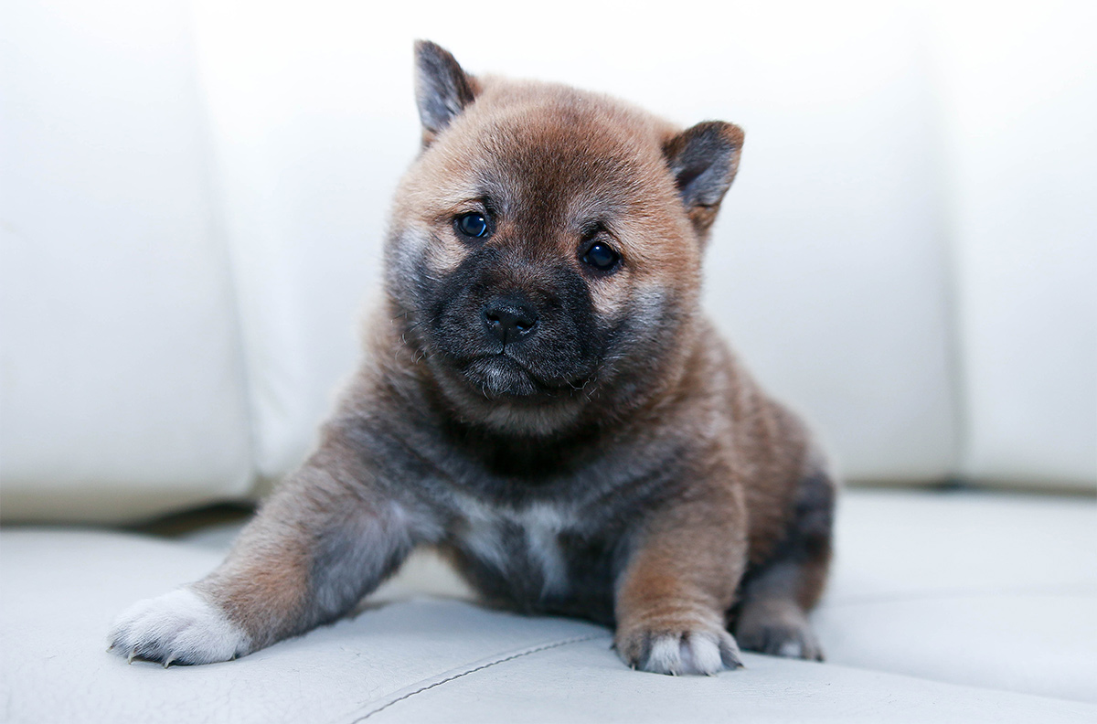 ドックトレーナー監修 初めての子犬 接し方と注意点とは 犬のしつけハグ