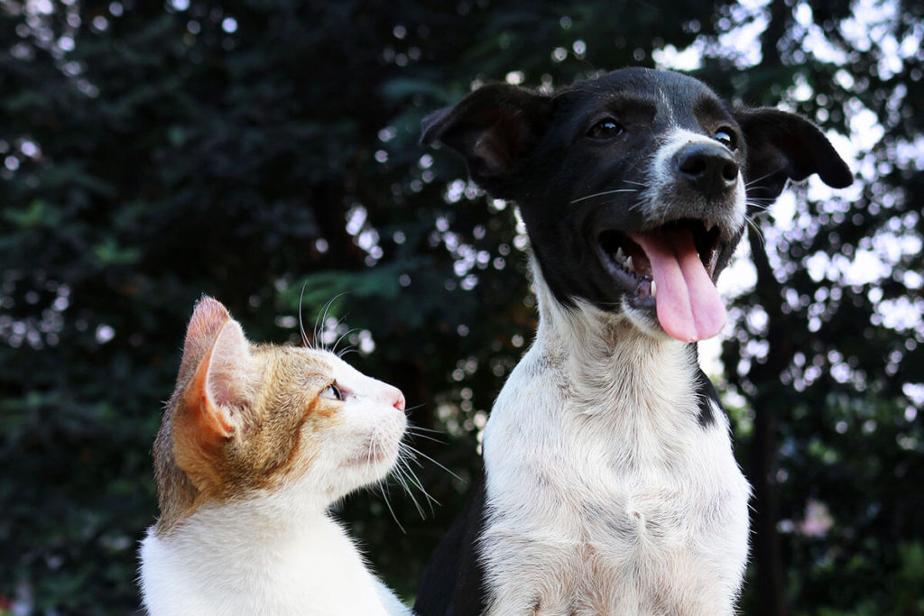 犬が舌を出しているのはなぜ 犬のしつけハグ