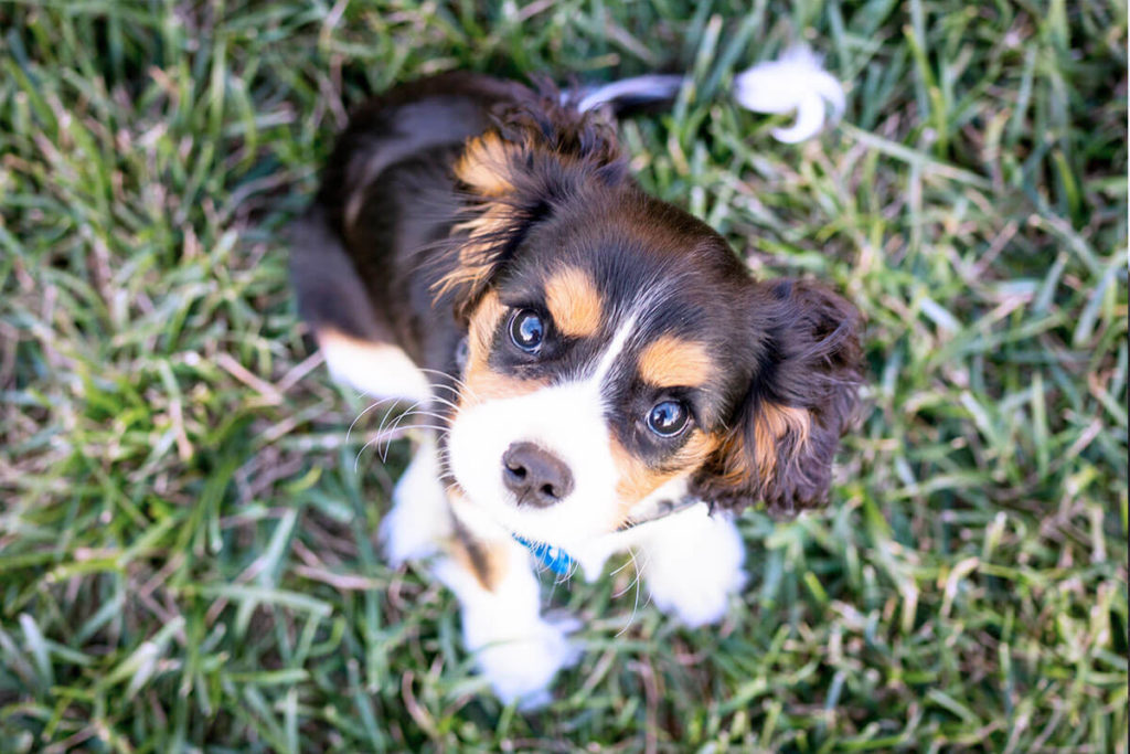 愛犬と一緒に受講するドッグトレーニングから、犬のしつけ、お散歩代行、LINE無料相談、ドッグホテル、ドッグ幼稚園、世田谷を中心に東京23区、神奈川、埼玉へ出張ドッグトレーニングサービスを提供しております。