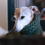 愛犬と一緒に受講するドッグトレーニングから、犬のしつけ、お散歩代行、LINE無料相談、ドッグホテル、ドッグ幼稚園、世田谷を中心に東京23区、神奈川、埼玉へ出張ドッグトレーニングサービスを提供しております。