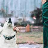 愛犬と一緒に受講するドッグトレーニングから、犬のしつけ、お散歩代行、LINE無料相談、ドッグホテル、ドッグ幼稚園、世田谷を中心に東京23区、神奈川、埼玉へ出張ドッグトレーニングサービスを提供しております。