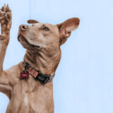 愛犬と一緒に受講するドッグトレーニングから、犬のしつけ、お散歩代行、LINE無料相談、ドッグホテル、ドッグ幼稚園、世田谷を中心に東京23区、神奈川、埼玉へ出張ドッグトレーニングサービスを提供しております。