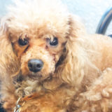 愛犬と一緒に受講するドッグトレーニングから、犬のしつけ、お散歩代行、LINE無料相談、ドッグホテル、ドッグ幼稚園、世田谷を中心に東京23区、神奈川、埼玉へ出張ドッグトレーニングサービスを提供しております。