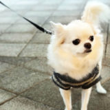 愛犬と一緒に受講するドッグトレーニングから、犬のしつけ、お散歩代行、LINE無料相談、ドッグホテル、ドッグ幼稚園、世田谷を中心に東京23区、神奈川、埼玉へ出張ドッグトレーニングサービスを提供しております。