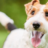 愛犬と一緒に受講するドッグトレーニングから、犬のしつけ、お散歩代行、LINE無料相談、ドッグホテル、ドッグ幼稚園、世田谷を中心に東京23区、神奈川、埼玉へ出張ドッグトレーニングサービスを提供しております。