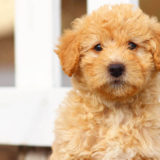 愛犬と一緒に受講するドッグトレーニングから、犬のしつけ、お散歩代行、LINE無料相談、ドッグホテル、ドッグ幼稚園、世田谷を中心に東京23区、神奈川、埼玉へ出張ドッグトレーニングサービスを提供しております。