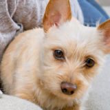 愛犬と一緒に受講するドッグトレーニングから、犬のしつけ、お散歩代行、LINE無料相談、ドッグホテル、ドッグ幼稚園、世田谷を中心に東京23区、神奈川、埼玉へ出張ドッグトレーニングサービスを提供しております。