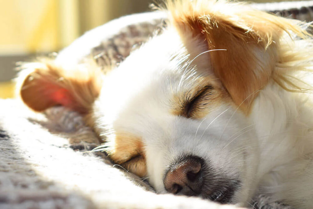 犬が良く寝るのはなぜ よく寝る５つの理由 犬のしつけ ハグ