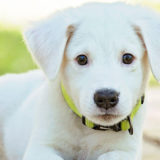 愛犬と一緒に受講するドッグトレーニングから、犬のしつけ、お散歩代行、LINE無料相談、ドッグホテル、ドッグ幼稚園、世田谷を中心に東京23区、神奈川、埼玉へ出張ドッグトレーニングサービスを提供しております。