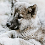 愛犬と一緒に受講するドッグトレーニングから、犬のしつけ、お散歩代行、LINE無料相談、ドッグホテル、ドッグ幼稚園、世田谷を中心に東京23区、神奈川、埼玉へ出張ドッグトレーニングサービスを提供しております。