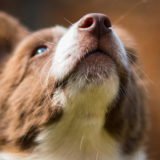 愛犬と一緒に受講するドッグトレーニングから、犬のしつけ、お散歩代行、LINE無料相談、ドッグホテル、ドッグ幼稚園、世田谷を中心に東京23区、神奈川、埼玉へ出張ドッグトレーニングサービスを提供しております。