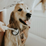 愛犬と一緒に受講するドッグトレーニングから、犬のしつけ、お散歩代行、LINE無料相談、ドッグホテル、ドッグ幼稚園、世田谷を中心に東京23区、神奈川、埼玉へ出張ドッグトレーニングサービスを提供しております。