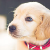 愛犬と一緒に受講するドッグトレーニングから、犬のしつけ、お散歩代行、LINE無料相談、ドッグホテル、ドッグ幼稚園、世田谷を中心に東京23区、神奈川、埼玉へ出張ドッグトレーニングサービスを提供しております。