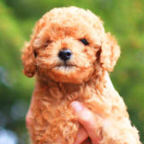 愛犬と一緒に受講するドッグトレーニングから、犬のしつけ、お散歩代行、LINE無料相談、ドッグホテル、ドッグ幼稚園、世田谷を中心に東京23区、神奈川、埼玉へ出張ドッグトレーニングサービスを提供しております。