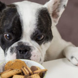 愛犬と一緒に受講するドッグトレーニングから、犬のしつけ、お散歩代行、LINE無料相談、ドッグホテル、ドッグ幼稚園、世田谷を中心に東京23区、神奈川、埼玉へ出張ドッグトレーニングサービスを提供しております。