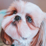 愛犬と一緒に受講するドッグトレーニングから、犬のしつけ、お散歩代行、LINE無料相談、ドッグホテル、ドッグ幼稚園、世田谷を中心に東京23区、神奈川、埼玉へ出張ドッグトレーニングサービスを提供しております。