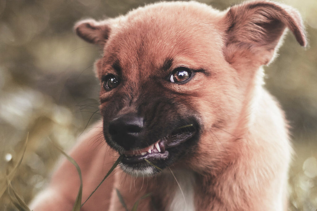 ドックトレーナー監修 子犬のじゃれ噛みの治し方 感情的になると逆効果 犬のしつけハグ