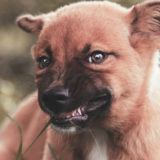 愛犬と一緒に受講するドッグトレーニングから、犬のしつけ、お散歩代行、LINE無料相談、ドッグホテル、ドッグ幼稚園、世田谷を中心に東京23区、神奈川、埼玉へ出張ドッグトレーニングサービスを提供しております。
