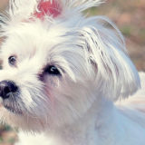 愛犬と一緒に受講するドッグトレーニングから、犬のしつけ、お散歩代行、LINE無料相談、ドッグホテル、ドッグ幼稚園、世田谷を中心に東京23区、神奈川、埼玉へ出張ドッグトレーニングサービスを提供しております。