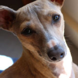 愛犬と一緒に受講するドッグトレーニングから、犬のしつけ、お散歩代行、LINE無料相談、ドッグホテル、ドッグ幼稚園、世田谷を中心に東京23区、神奈川、埼玉へ出張ドッグトレーニングサービスを提供しております。