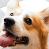 愛犬と一緒に受講するドッグトレーニングから、犬のしつけ、お散歩代行、LINE無料相談、ドッグホテル、ドッグ幼稚園、世田谷を中心に東京23区、神奈川、埼玉へ出張ドッグトレーニングサービスを提供しております。