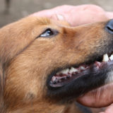愛犬と一緒に受講するドッグトレーニングから、犬のしつけ、お散歩代行、LINE無料相談、ドッグホテル、ドッグ幼稚園、世田谷を中心に東京23区、神奈川、埼玉へ出張ドッグトレーニングサービスを提供しております。
