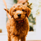 愛犬と一緒に受講するドッグトレーニングから、犬のしつけ、お散歩代行、LINE無料相談、ドッグホテル、ドッグ幼稚園、世田谷を中心に東京23区、神奈川、埼玉へ出張ドッグトレーニングサービスを提供しております。